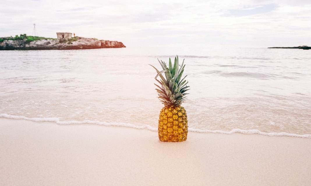 Na czym rośnie ananas?